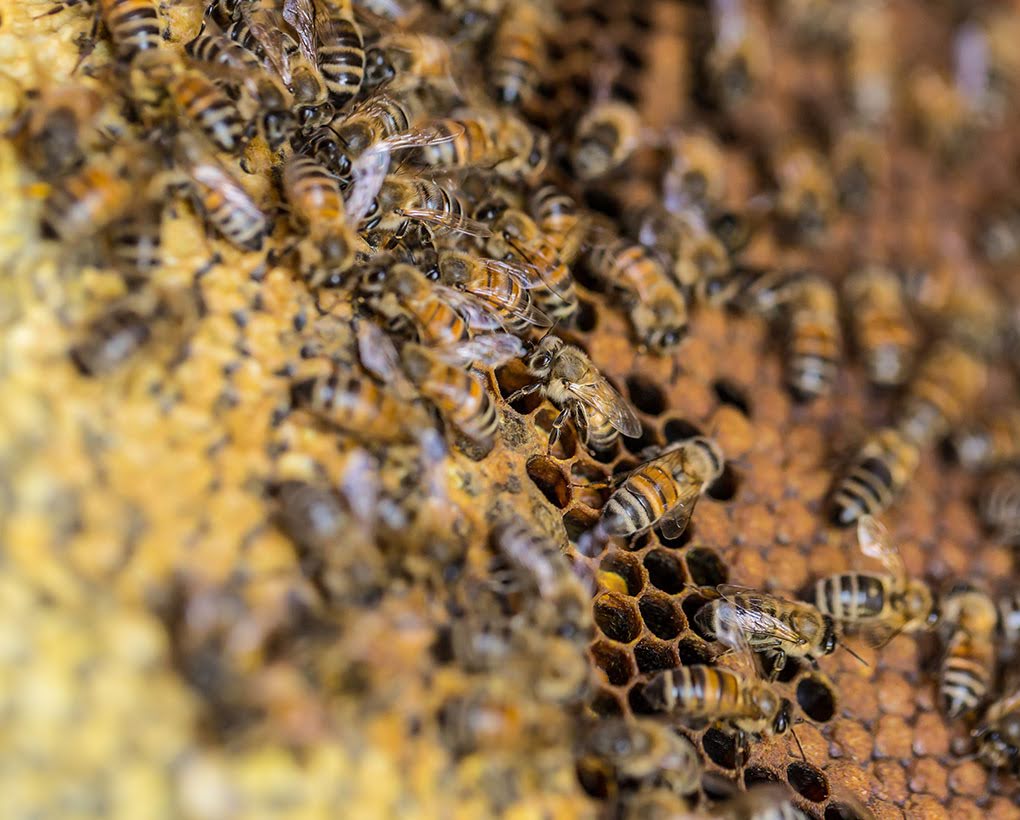 Essaim d'abeilles d'un rucher à Bazas